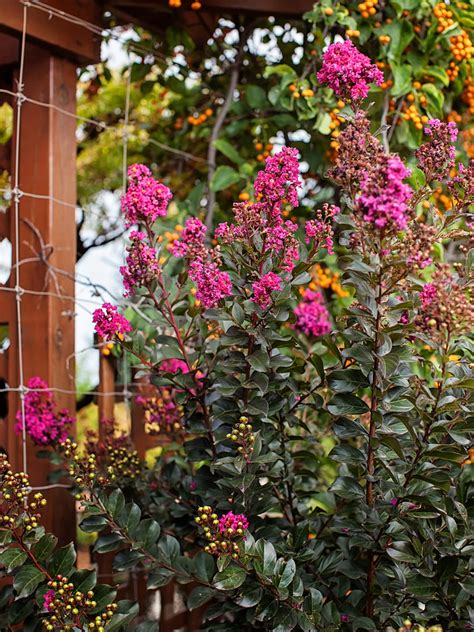 Tips on Choosing the Perfect Spot for Planting Plum Magic Crape Myrtle Tree